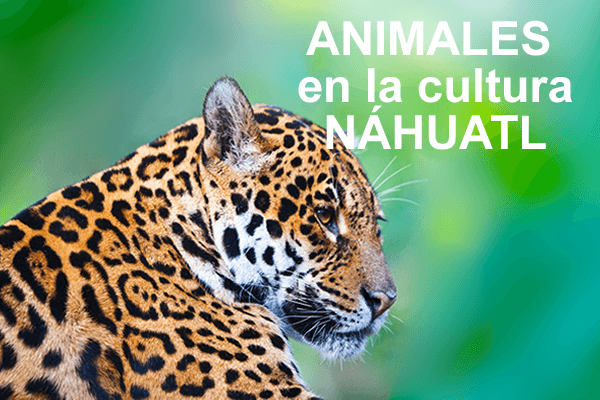 ANIMALES-CULTURA-nahuatl
