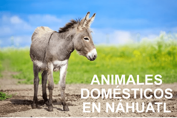 ANIMALES-DOMESTICOS-nahuatl