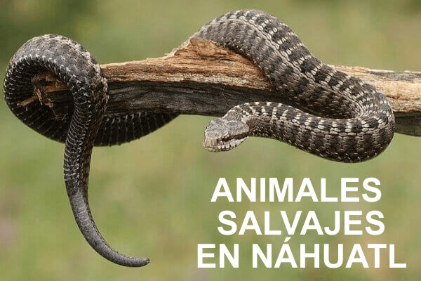 ANIMALES-SALVAJESS-nahuatl