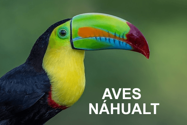 Las aves en Náhuatl - Vocabulario para aprender la lengua