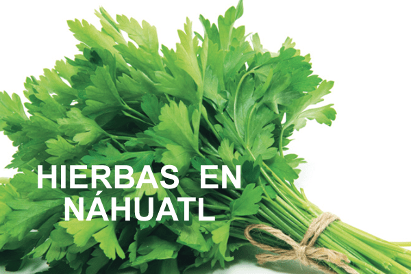 ☘️ Las hierbas, como decirlas en Náhuatl Vocabulario