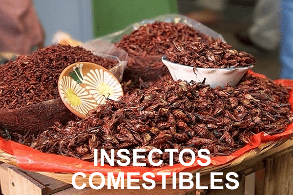INSECTOS-COMESTIBLES-nahuatl