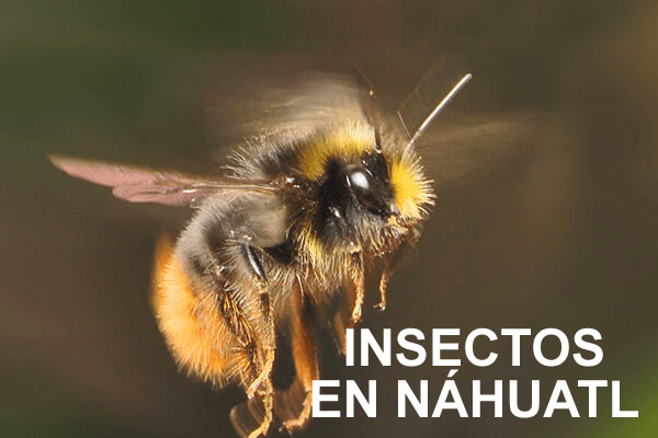 INSECTOS-nahuatl