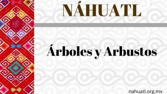 nahuatl-arboles-vocabulario.jpg