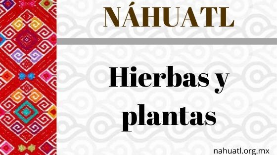 Aprende a decir las plantas más comunes en Náhuatl