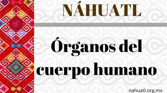 nahuatl-organos-cuerpo-humano